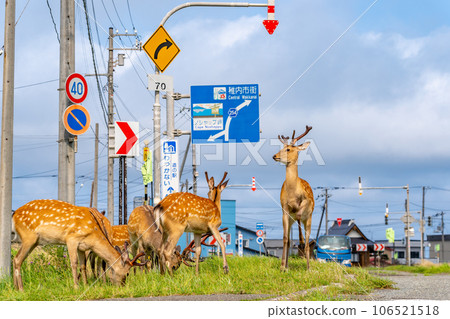 Wild deer Hokkaido Wakkanai City Cape Noshappu Car 106521518