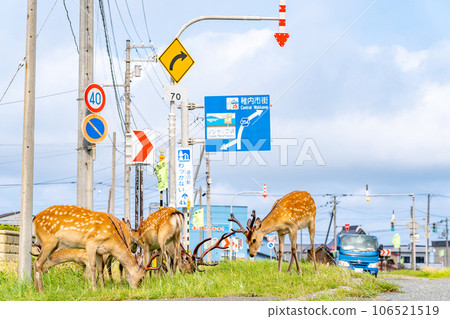 野鹿，稚內市，北海道，野寒布岬，汽車 106521519