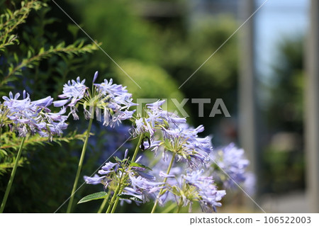 Agapanthus flowers blooming on the roadside in early summer 106522003