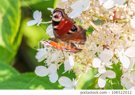 European Peacock butterfly sitting on white flowers 106522012