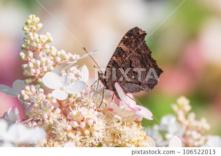 European Peacock butterfly sitting on white flowers 106522013