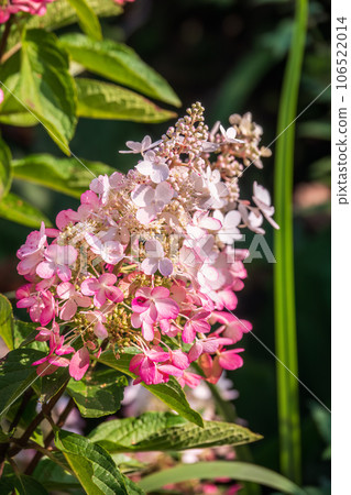 Romantic, soft and beautiful pattern pink hydrangea flowers background Romantic, soft and beautiful pattern pink hydrangea flowers background 106522014