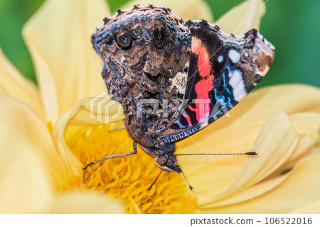 Indian red admiral butterfly, Vanessa vulcania, collects nectar on a yellow flower closeup. 106522016