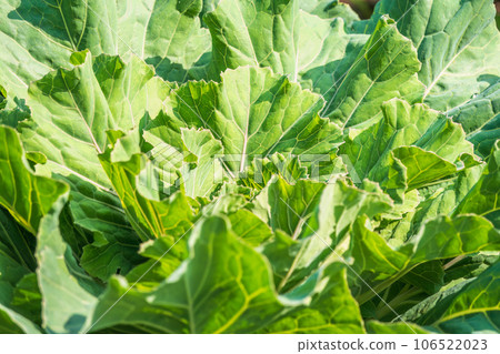 Close up of endless field with green leaves and purple veins of red cabbage plants. 106522023