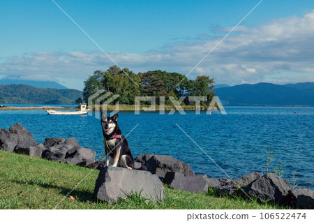 Kuroshiba of Lake Toya Autumn Hokkaido Kuroshiba of Lake Toya Autumn Hokkaido 106522474