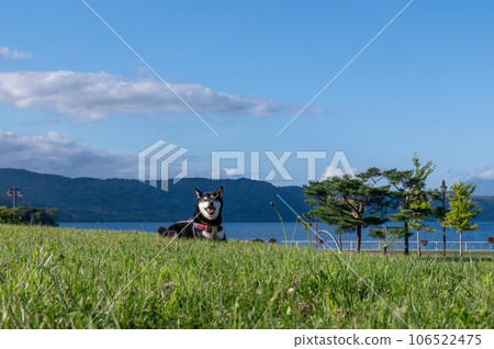 Kuroshiba of Lake Toya Autumn Hokkaido Kuroshiba of Lake Toya Autumn Hokkaido 106522475