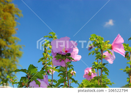 美麗的粉紅色玫瑰花（藍天背景） 106522794