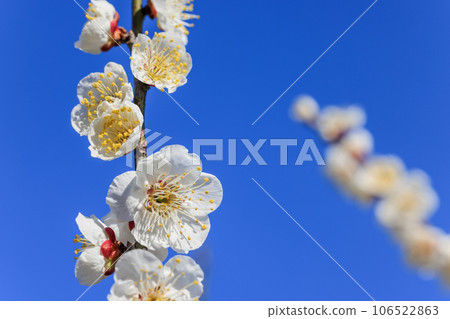 White flower flowers White flower flowers 106522863