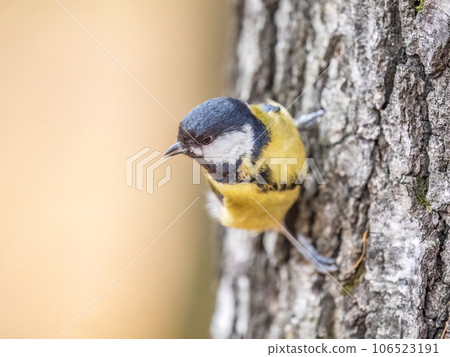 Cute bird Great tit, songbird sitting on the branch with blured background 106523191