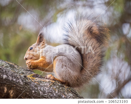The squirrel with nut sits on tree in the autumn. Eurasian red squirrel, Sciurus vulgaris. The squirrel with nut sits on tree in the autumn. Eurasian red squirrel, Sciurus vulgaris. 106523193