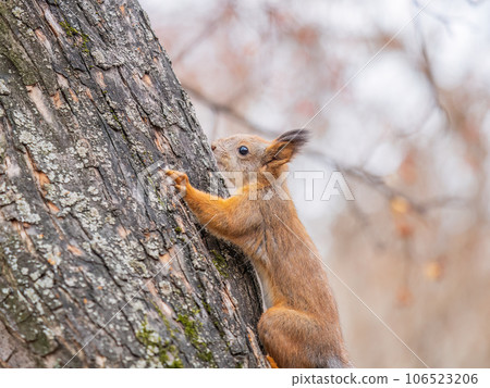 Portrait of a squirrel on a tree trunk 106523206
