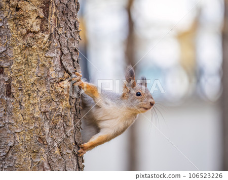 Portrait of a squirrel on a tree trunk 106523226