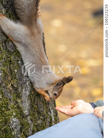 The boy feeds a squirrel with nuts from a hand in the wood 106523239