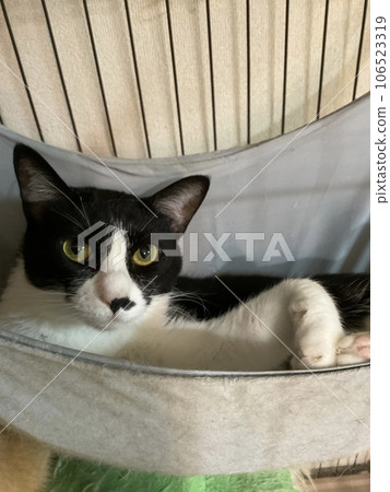 Beetle cat 106523319