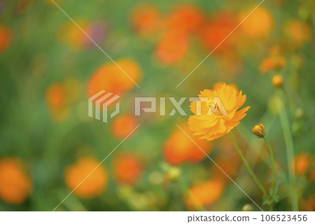 Cosmos flowers close-up autumn image Cosmos flowers close-up autumn image 106523456
