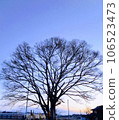 大樹在黎明 106523473