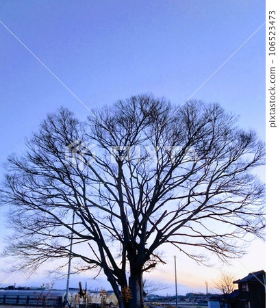 大樹在黎明 106523473