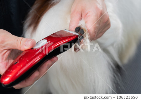 A female groomer cuts the hair between the toes of a Papillon dog.  106523650