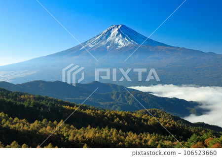 Fuji, a sea of clouds seen from the Nishikawa forest road with autumn leaves of Japanese pine trees, Kawaguchiko Town, Yamanashi Prefecture 106523660