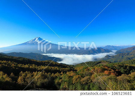 Fuji, a sea of clouds seen from the Nishikawa forest road with autumn leaves of Japanese pine trees, Kawaguchiko Town, Yamanashi Prefecture 106523681