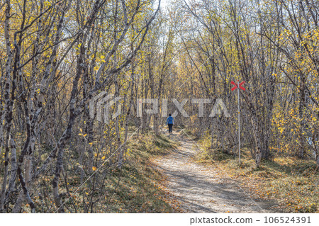 Sunny fall autumn view of Kungsleden Hiking path in Abisko National Park Kiruna Municipality Lapland Sweden Sunny fall autumn view of Kungsleden Hiking path in Abisko National Park Kiruna Municipality Lapland Sweden 106524391
