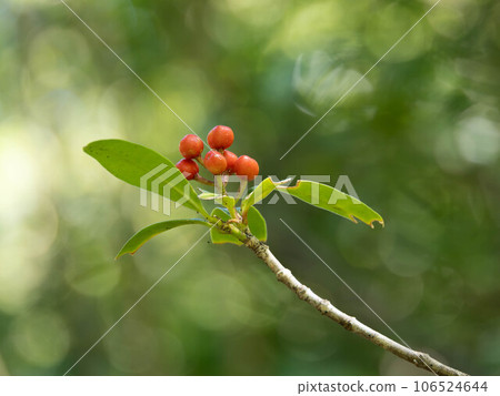 Red fruit of Miyamashikimi Red fruit of Miyamashikimi 106524644