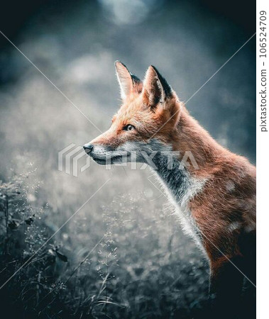 Fox  106524709