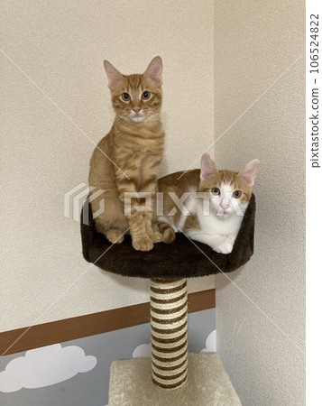 Cat brothers staring at something they care about 106524822