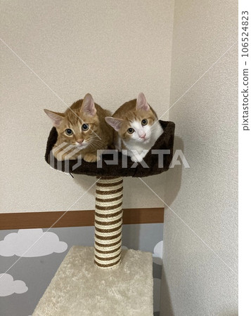 Cat brothers who tilt their heads in the same way 106524823