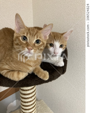 Cat brothers looking at me in the same way 106524824