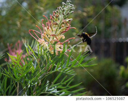 bumblebee and grevillea bumblebee and grevillea 106525087