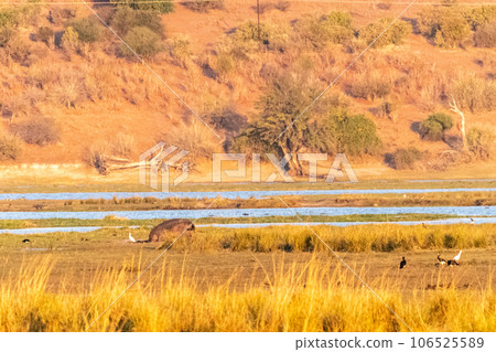 Grazing Hippo in Chobe National Park Grazing Hippo in Chobe National Park 106525589