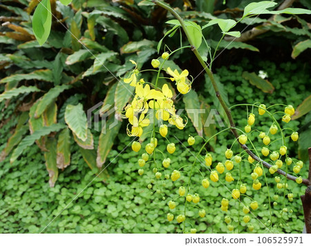 Nambang saikachi 106525971