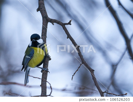 Bird on blue background. A tit sits on a branch. Close-up. Nature. Bird on blue background. A tit sits on a branch. Close-up. Nature. 106526203