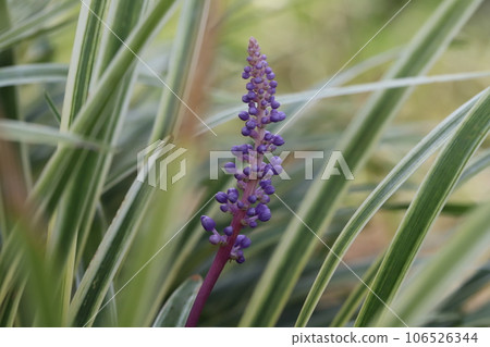 Violet flowers and green leaves with white edges in the summer garden Violet flowers and green leaves with white edges in the summer garden 106526344