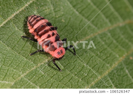 Creatures, insects, breasted red-billed beetles, larvae. Invasive alien species confirmed around 2015, flashy warning colors 106526347