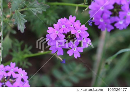 Pink flowers of verbena blooming in the summer garden Pink flowers of verbena blooming in the summer garden 106526477
