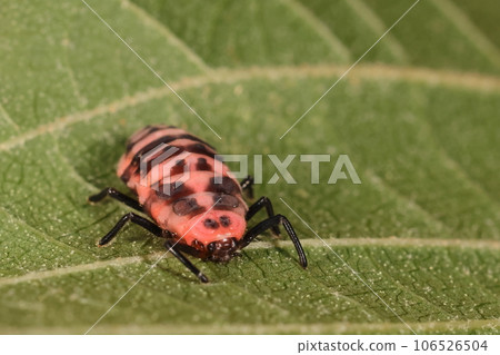 生物 昆蟲 黑瓢蟲,幼蟲。父母和孩子的食物似乎都是臭蟲的幼蟲。 生物 昆蟲 黑瓢蟲,幼蟲。父母和孩子的食物似乎都是臭蟲的幼蟲。 106526504