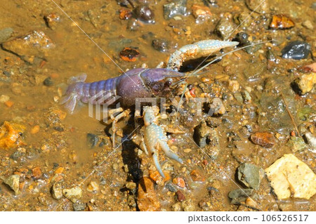 Ecological photograph of a rare albino crayfish with white claws and blue body that inhabits the lower reaches of Bodanuma, Hatoyama Town. 106526517