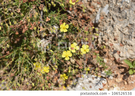 Common rockrose 106526538
