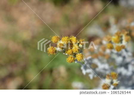 Silver ragwort 106526544