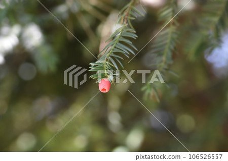 Irish Yew Schwarzgrun Irish Yew Schwarzgrun 106526557