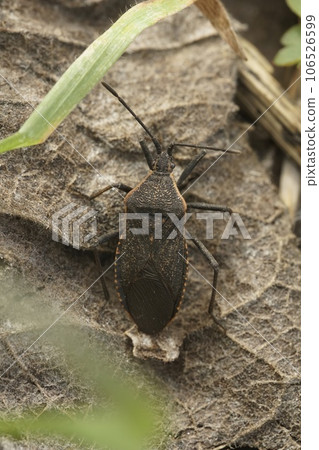 Natural closeup shot of an Oregon squash Anasa tristis, a pest species on squash and pumpkins 106526599