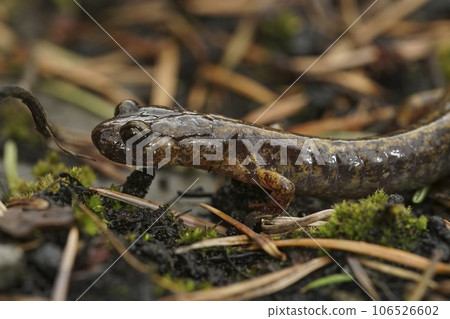 Closeup on a Northern Oregon Dunn's salamander, Plethodon dunni sitting on moss 106526602