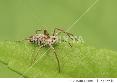 Closeup on a small Nursery web spider , Pisaura mirabilis, sitting on a green leaf 106526610