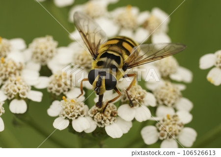 Closeup on a Batman or Deadhead hoverfly, Myathropa florea on a white Myathropa florea flower 106526613