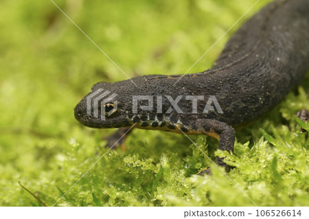 Closeup on a female European alpine newt, Ichthyosaura alpestris sitting on the ground Closeup on a female European alpine newt, Ichthyosaura alpestris sitting on the ground 106526614