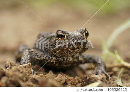Frontal closeup on a brown male European common toad , Bufo bufo sitting on the ground in the garden Frontal closeup on a brown male European common toad , Bufo bufo sitting on the ground in the garden 106526615