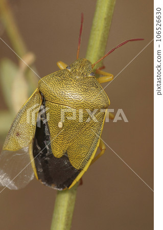 Vertical closeup on a colorful adult gorse shield bug,Piezodorus lituratus sitting on vegetation 106526630