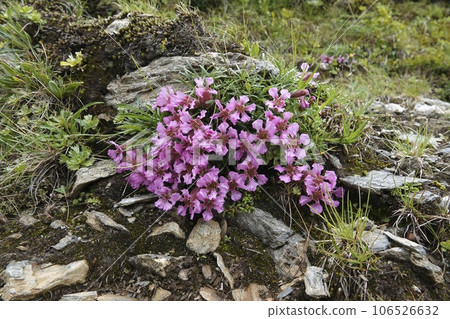 Closeup onj the colorful pink flowers of the dwarf soapwort, Saponaria pumila also used as Skincare Ingredient Closeup onj the colorful pink flowers of the dwarf soapwort, Saponaria pumila also used as Skincare Ingredient 106526632